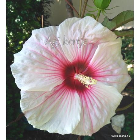 Mocsári hibiszkusz - Kopper King - Hibiscus moscheutos