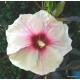 Mocsári hibiszkusz - Kopper King - Hibiscus moscheutos