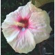 Mocsári hibiszkusz - Kopper King - Hibiscus moscheutos