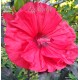 Mocsári hibiszkusz - Red Vine - Hibiscus moscheutos