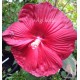 Mocsári hibiszkusz - Bordó -  Hibiscus moscheutos 