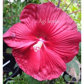Mocsári hibiszkusz - Bordó -  Hibiscus moscheutos 
