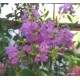 Selyemmirtusz - Kreppmirtusz  lila -  Lagerstroemia