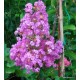 Selyemmirtusz - Kreppmirtusz  lila -  Lagerstroemia