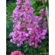 Selyemmirtusz - Kreppmirtusz  lila -  Lagerstroemia