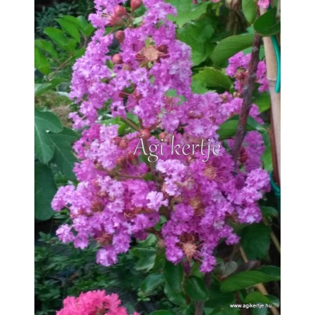 Selyemmirtusz - Kreppmirtusz  lila -  Lagerstroemia