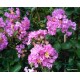 Selyemmirtusz - Kreppmirtusz  lila -  Lagerstroemia