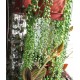 Borsóka - Gyöngyfüzér - Senecio rowleyanus