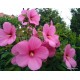 Mocsári hibiszkusz - Rózsaszín - Hibiscus moscheutos