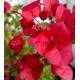 37 - Bordós-piros - Bougainvillea - Murvafürt
