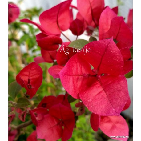 37 - Bordós-piros - Bougainvillea - Murvafürt