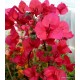 37 - Bordós-piros - Bougainvillea - Murvafürt