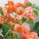 2-Aranysárga-rózsaszín-Murvafürt-Bougainvillea Orange Fiesta