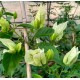 20-Fehér tulipános-Toscan- Murvafürt - Bougainvillea