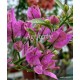 54 - Lila glabra variegata - Murvafürt - Bougainvillea