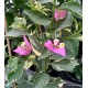 54 - Lila glabra variegata - Murvafürt - Bougainvillea