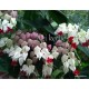Thomson végzetcserje - Clerodendrum thomsoniae