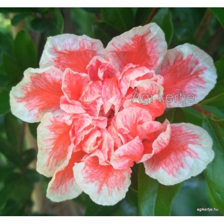 Teltvirágú gránátalma, narancs cirmos - Punica granatum