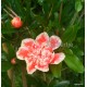 Teltvirágú gránátalma, narancs cirmos - Punica granatum