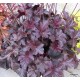 Heuchera - bordó levelű