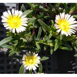 45 - Kristályvirág - Délvirág - Delosperma  Wonder Lemone