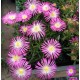 32 - Kristályvirág - Delosperma -  Grandiflora - ciklámen, igen nagy virágú 