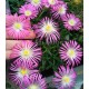 32 - Kristályvirág - Delosperma -  Grandiflora - ciklámen, igen nagy virágú 