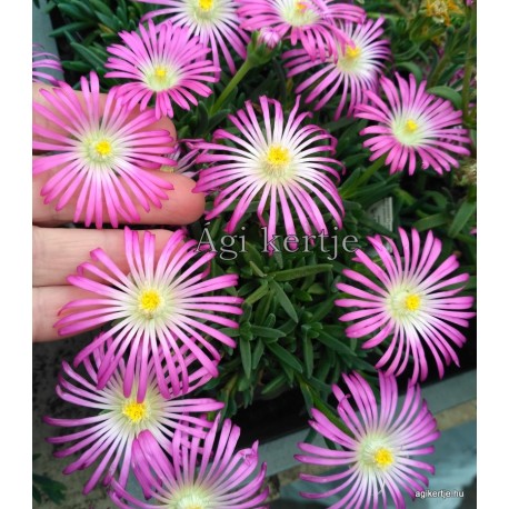 32 - Kristályvirág - Delosperma -  Grandiflora - ciklámen, igen nagy virágú 