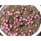 6 - Kristályvirág - Delosperma Beaufort West-kicsi rózsaszín