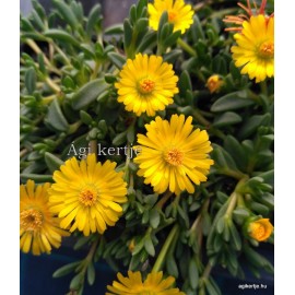 19 - Kistályvirág - Delosperma nubigeum 'Compactum'- Sárga virágú