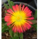 Delosperma-Fire wonder - piros-sárga központ