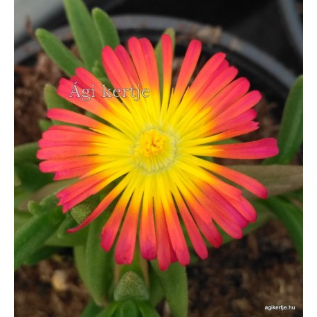 Delosperma-Fire wonder - piros-sárga központ