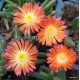 Kristályvirág - Delosperma - Sunset - vöröses-narancs