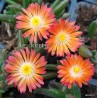 Kristályvirág - Delosperma - Sunset - vöröses-narancs