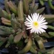 Kristályvirág - Delosperma - Graaf reinet - fehér