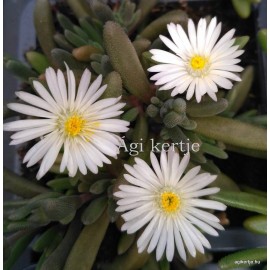 37 - Kristályvirág - Delosperma   Graaf reinet - fehér