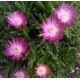 Delosperma-Jewel of Desert Amethyst- pink,fehér közép-Ági kertje