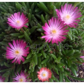 Delosperma-Jewel of Desert Amethyst- pink,fehér közép-Ági kertje