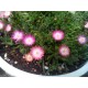Delosperma-Jewel of Desert Amethyst- pink,fehér közép-Ági kertje