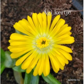 51 - Kristályvirág - Délvirág - Delosperma - Yellow Wonder - Citromsárga