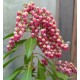 Babérhanga - Pieris japonica  