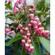 Babérhanga - Pieris japonica  