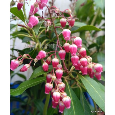 Babérhanga - Pieris japonica  