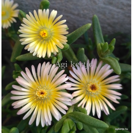 Kristályvirág - Delosperma  Wonder Apricot - fehér-sárga-barackos