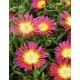 Delosperma-Hot Pink- égő vörös
