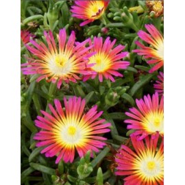 Delosperma-Hot Pink- égő vörös