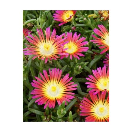 Delosperma-Hot Pink- égő vörös