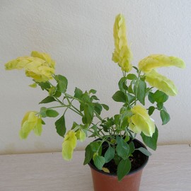 Rákvirág, Szobakomló, limezöld-sárga színben - Beloperone guttata Yellow