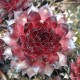 33 - Kövirózsa - Fényes, fekete hegyű - Sempervivum