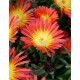 Delosperma-Fire-piros-sárga központ